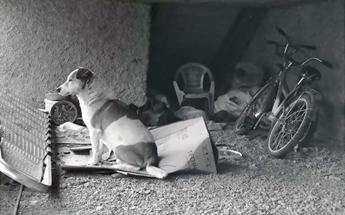 ფოტოგრაფი, რომლის ძაღლიც პროფესიონალურად პოზირებს... Rating